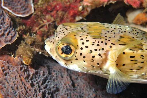 鱼鳞能有什么功效,鱼鳞有用吗