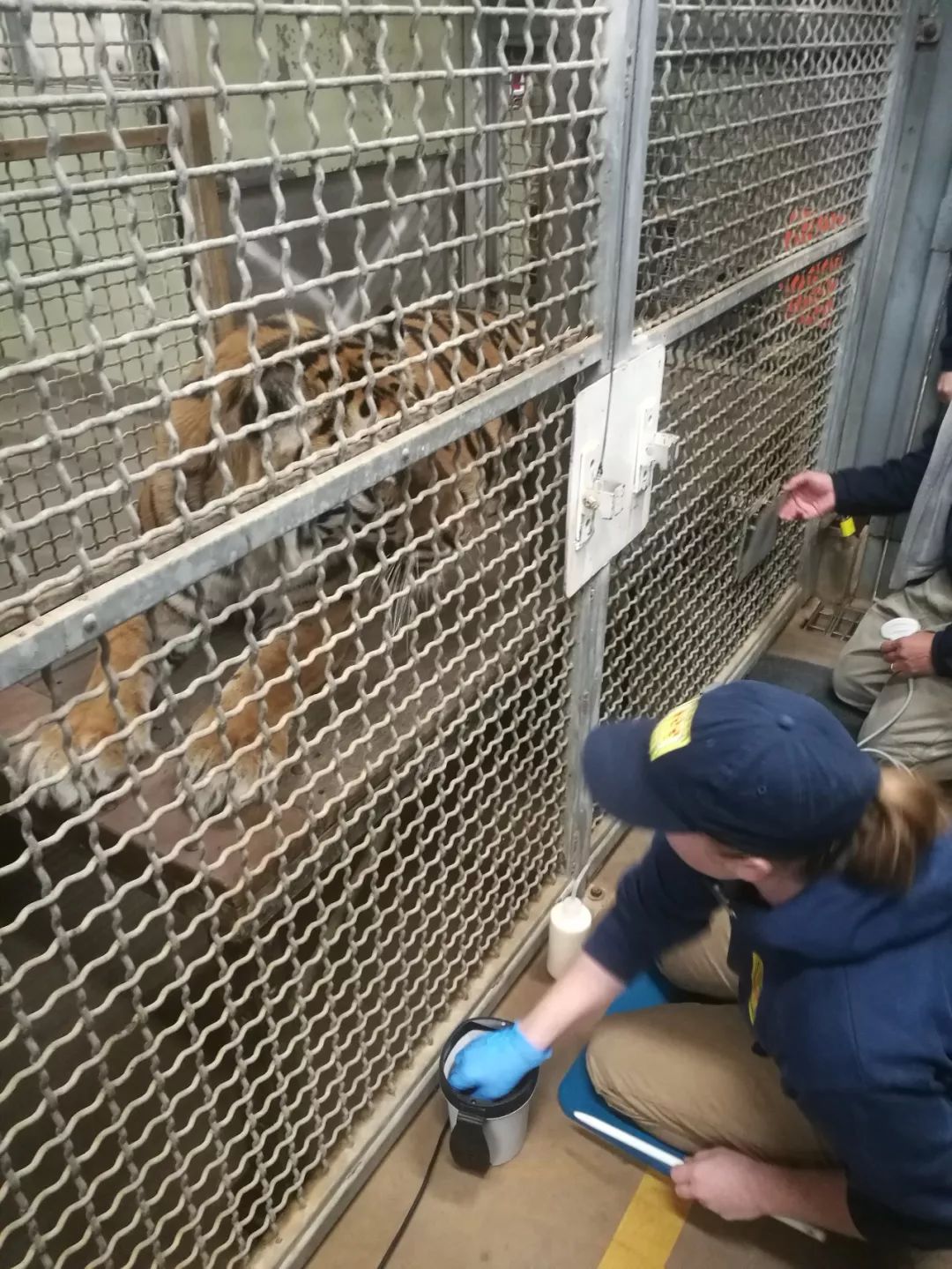 亚特兰大动物园,亚特兰大动物园和华盛顿动物园