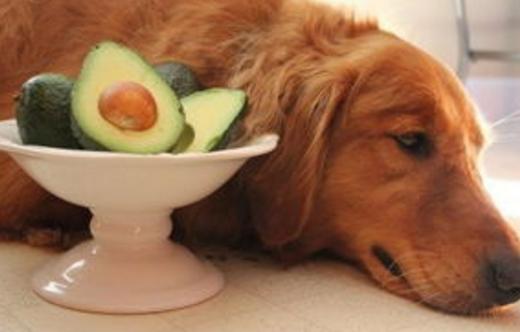 狗狗超喜欢的几种食物其实有剧毒,狗狗喜欢吃的宠物零食