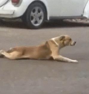 好好的猫咪突然瘸了是怎么回事,好好的猫突然掉了