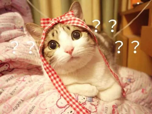 猫咪动作古怪,猫咪动作为什么那么快