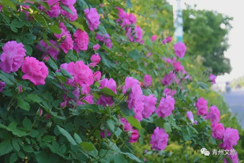 花满青州——初夏清浅微风起，蔷薇月季满城香