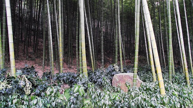 宜兴竹海山顶华南第一峰,宜兴华东第一竹海