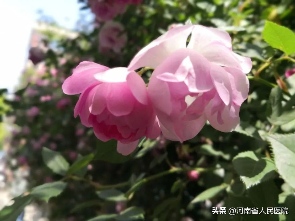 防晒霜spf和fps的区别,防晒霜spfp