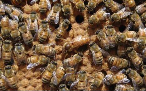 失王群有急造王台之后应怎么处理,失王群如何介入新蜂王台