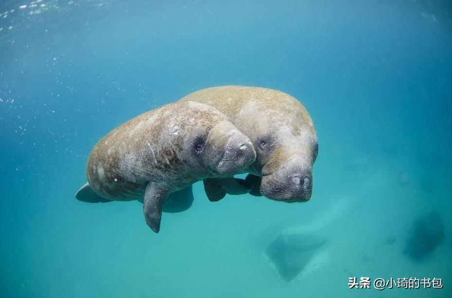 海洋哺乳动物也喝奶吗,海洋里的哺乳动物怎么喝水