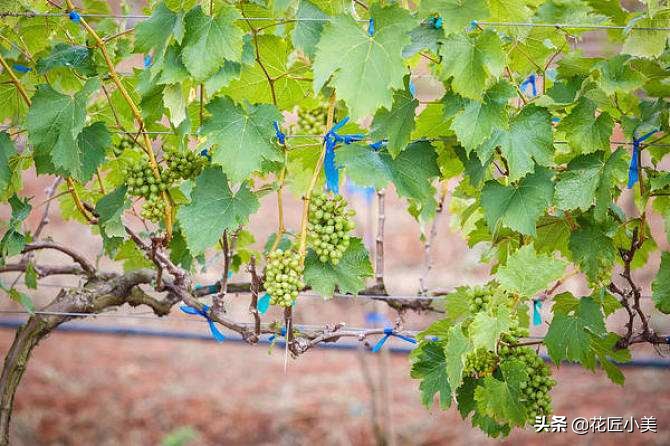 爬藤植物100种,5种爬藤花适合在院子里种植
