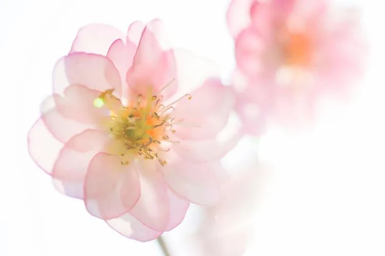 梅花拍摄技巧梅花三弄,一排梅花树如何拍出梅花的美