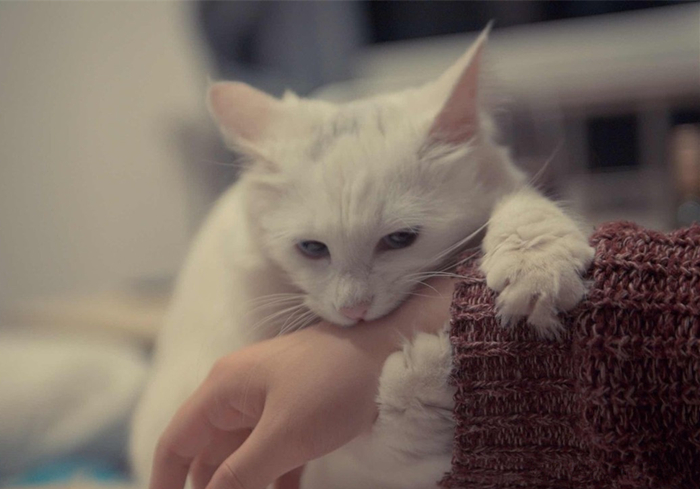 想撸猫但是猫害怕怎么办,想撸猫又怕脏怎么办