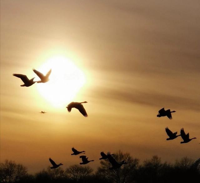 手拍世界（手机摄影平台）-群员作品集（总第584期）