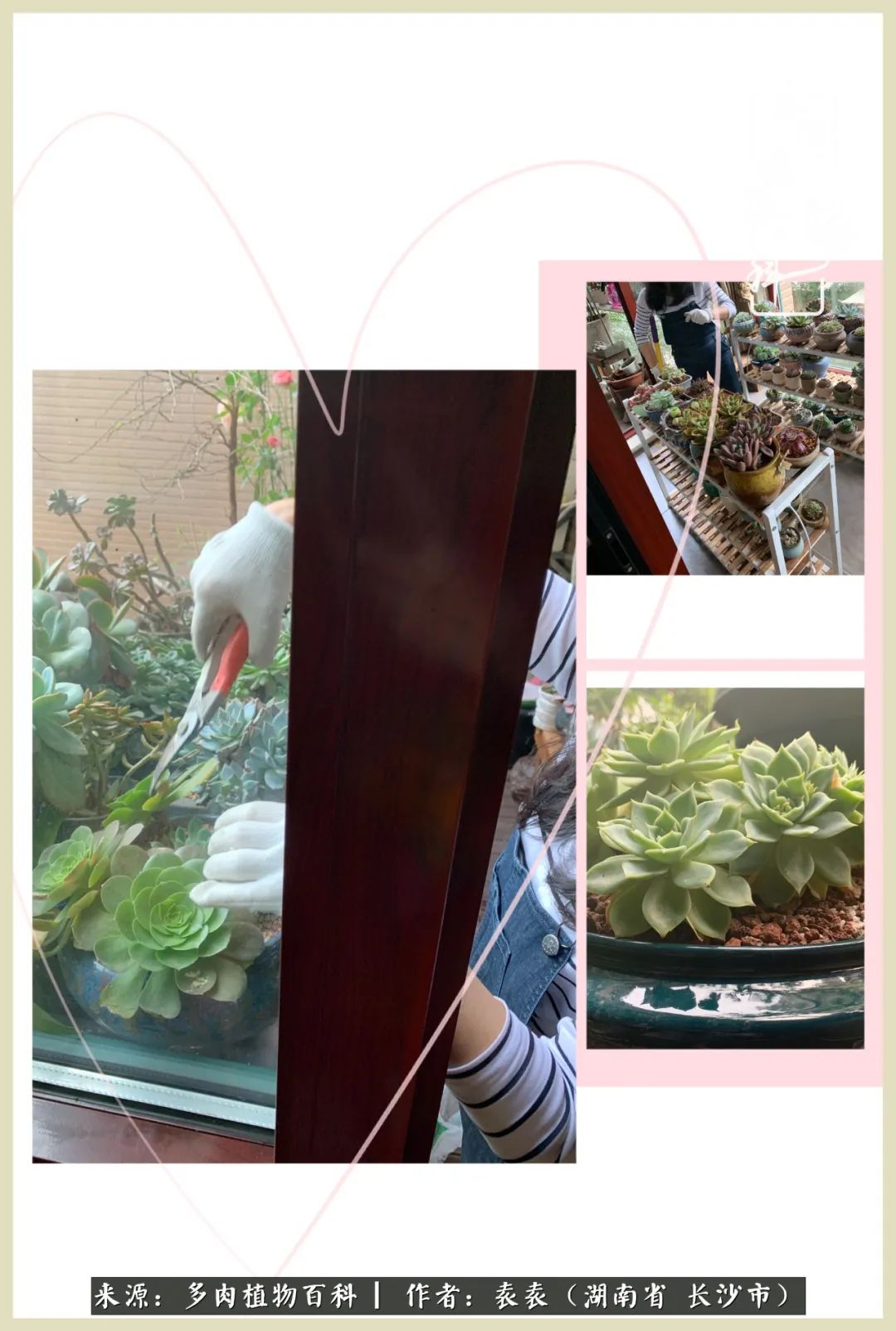 栽花种草的岁月，万物生长之阴晴圆缺