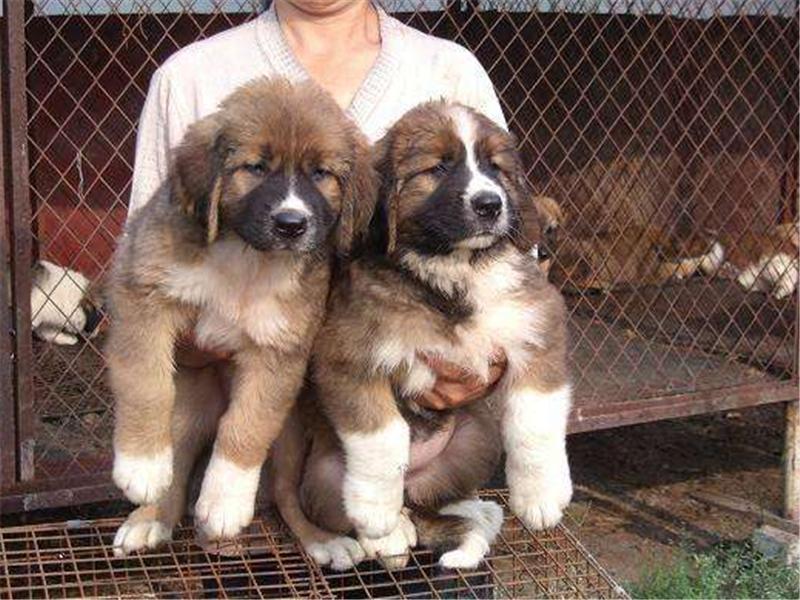 2024年肉狗养殖市场前景怎样,肉狗养殖前景与利润广告