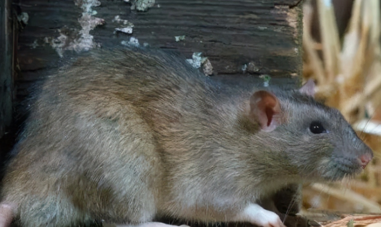 老鼠是从什么地方进车里,老鼠是从什么地方爬进车内的