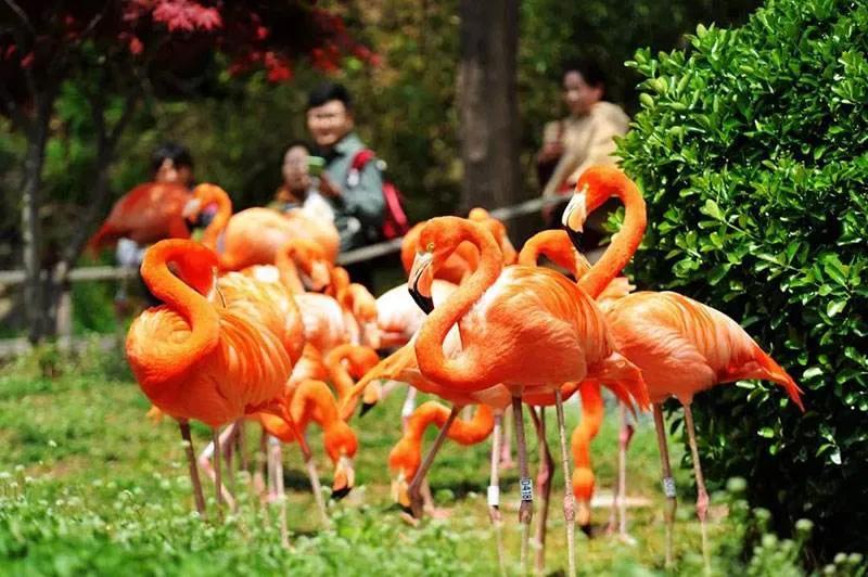 哪个动物园可以和动物亲密接触,野生动物园近距离接触动物感触