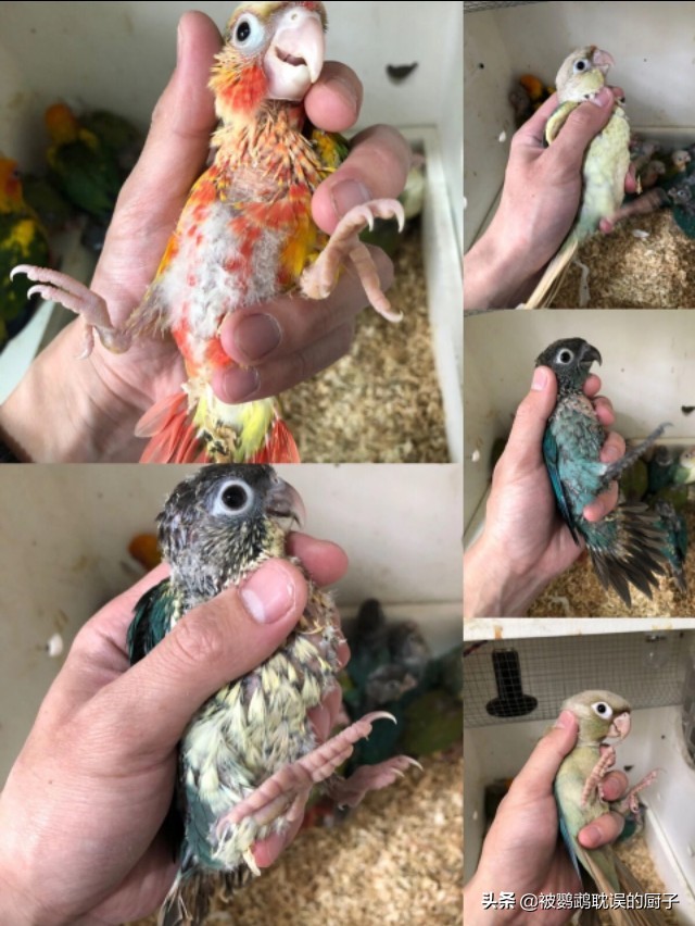 家养鹦鹉飞出去能活多久,虎皮鹦鹉刚到家活蹦乱跳