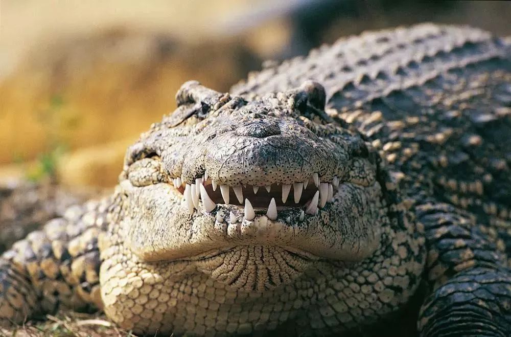 牛油果一个卖多少,牛油果健康骗局