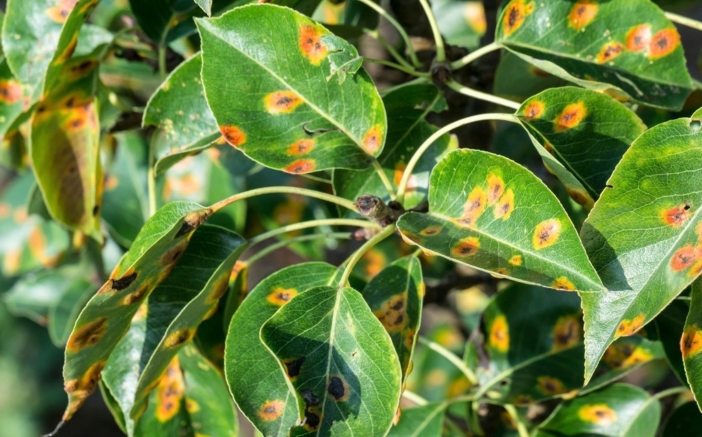 不懂病虫害,不懂预防疾病的案例