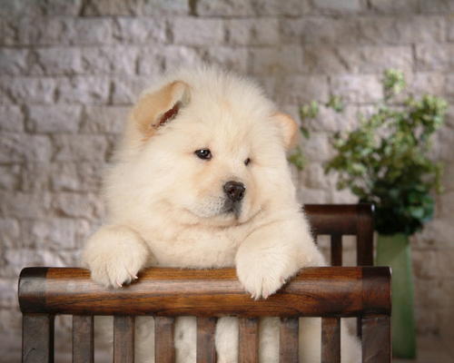 要是经济条件不好要怎么养猫,建议新手养的10种便宜狗狗不掉毛