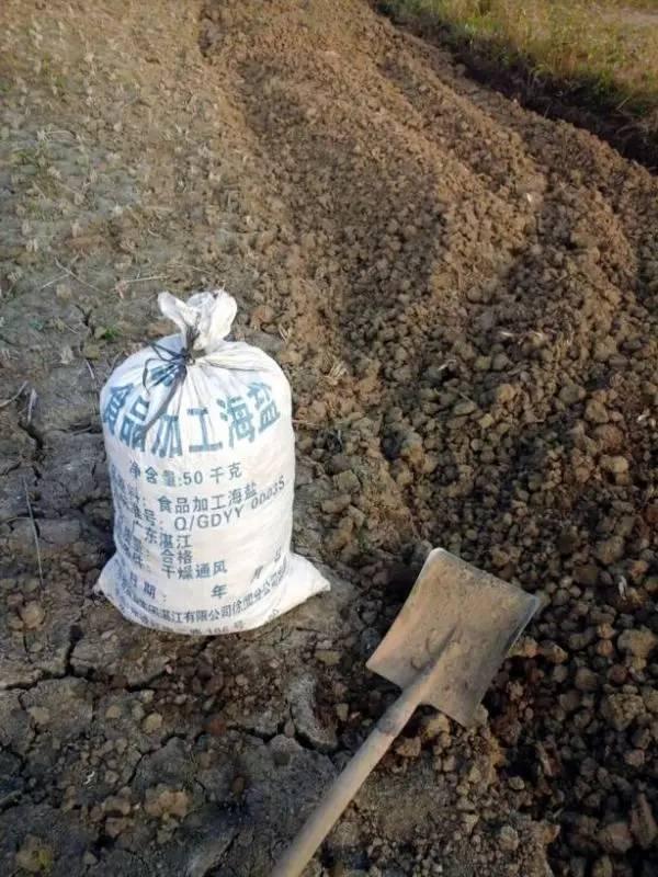 捡起泥巴种荷花,捡一个坛子种花