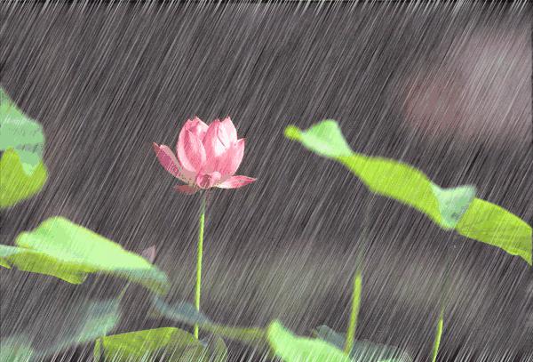 梅雨季节怎么保存普洱茶,梅雨季怎么保存干花