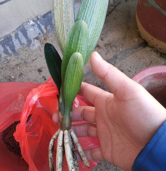 君子兰怎么养出宽大肥厚的叶片,君子兰怎么养叶子长得茂盛