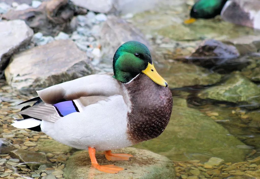 一只鸭子卖一万多的,一只鸭子出售多少钱