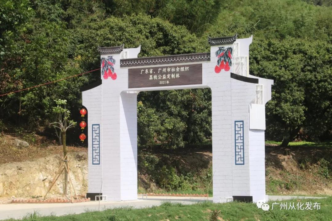 广州从化荔枝公益系列,广州从化公益荔枝