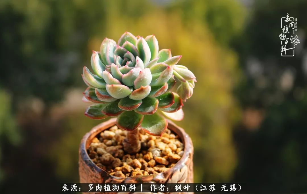 多肉与生命感悟,多肉时光