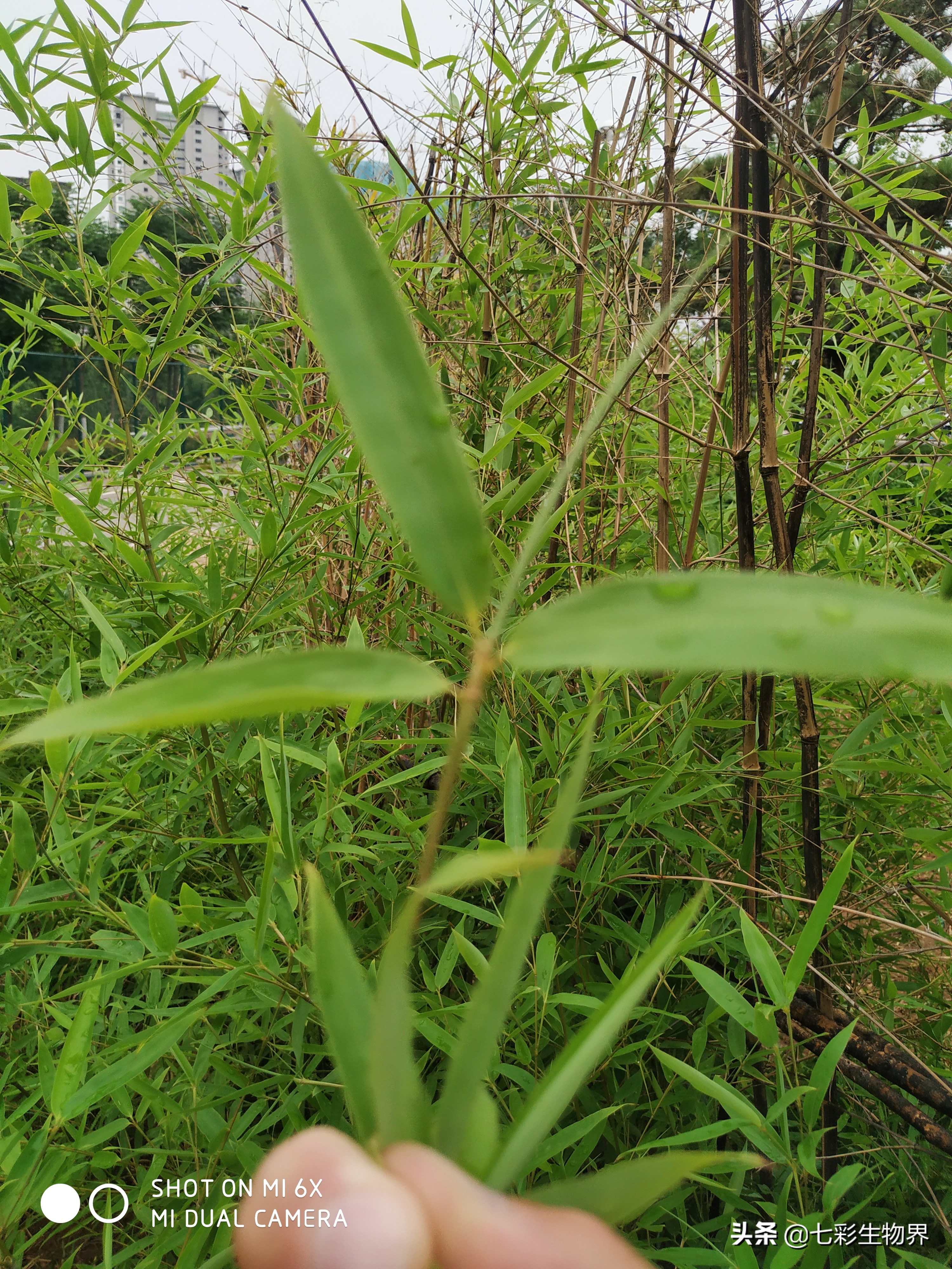 竹叶茶有清热解毒的功效,菊花竹叶茶能去火吗
