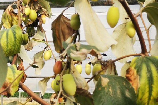 青枣缺素症状图谱,青枣叶子发黄是怎么回事