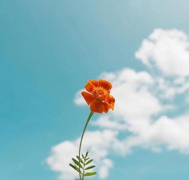 十年寒窗苦读书,十年寒窗唯有读书