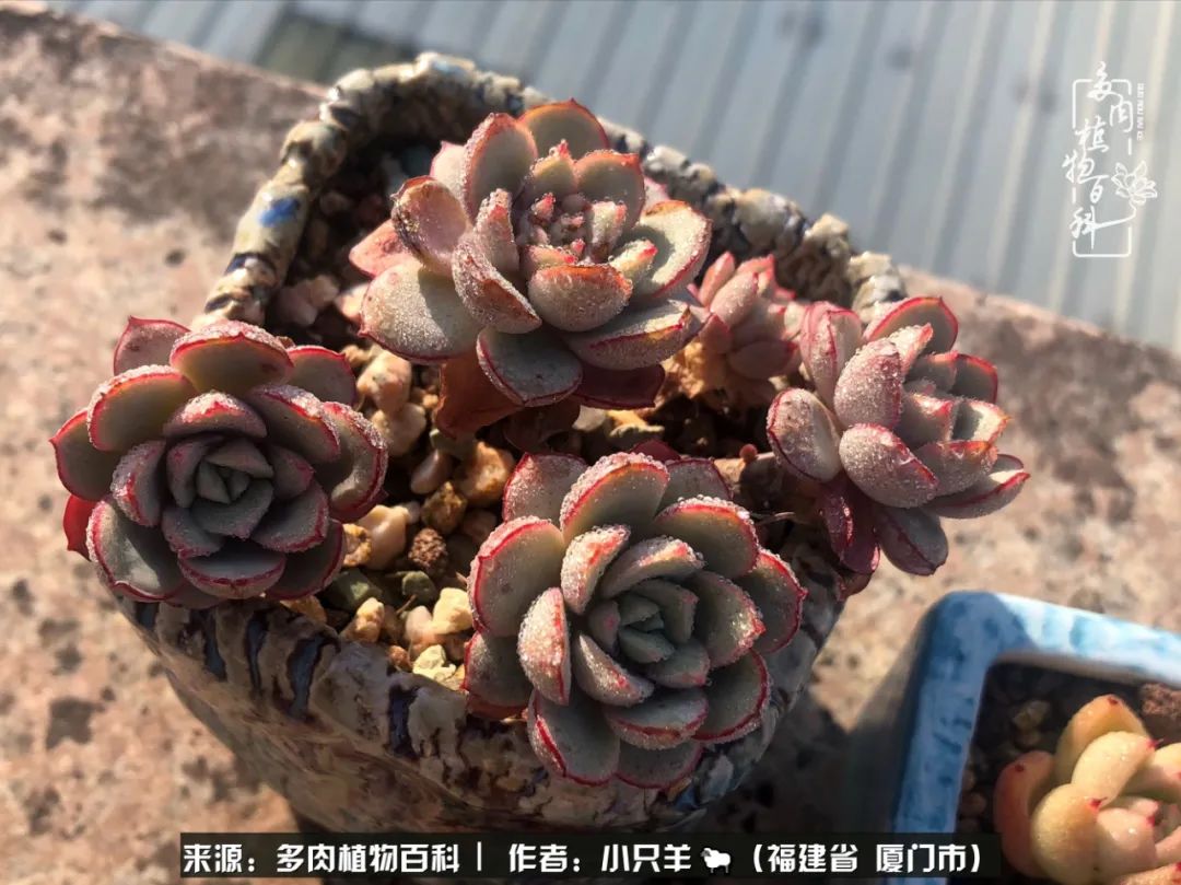 多肉像葡萄一样,多肉像铃兰一样