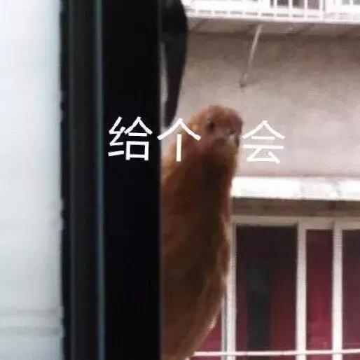 刘雯同款UR老爹鞋,老爹鞋刘雯同款