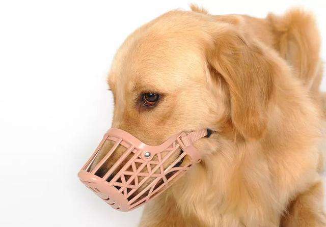 养狗新手入门必备知识,养狗知识大百科入门篇