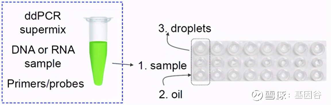 全场硬菜!分子诊断技术全解析