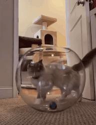 奇怪的知识增加了！猫咪简直就是液体做的