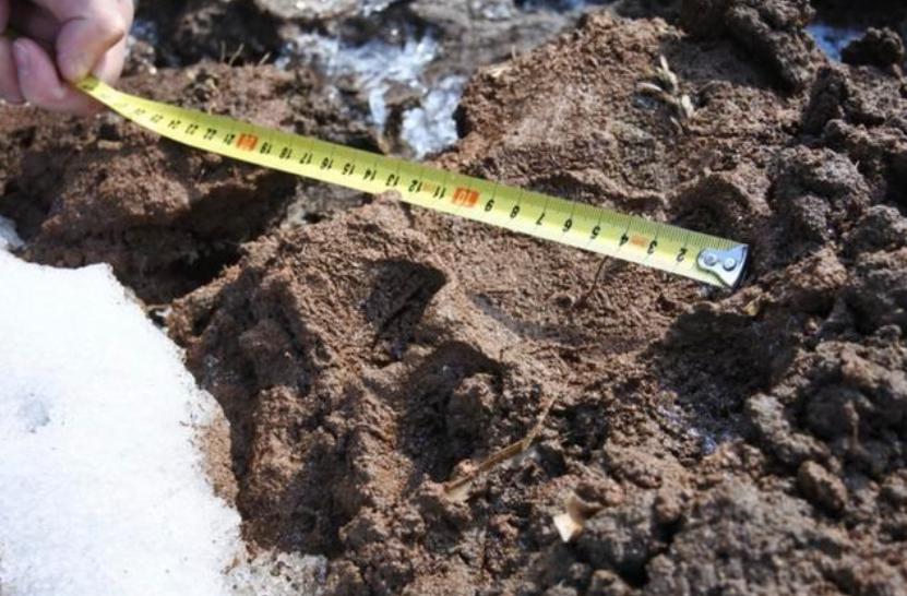 野生东北虎遇到人会主动攻击吗,为了自保杀死东北虎违法吗