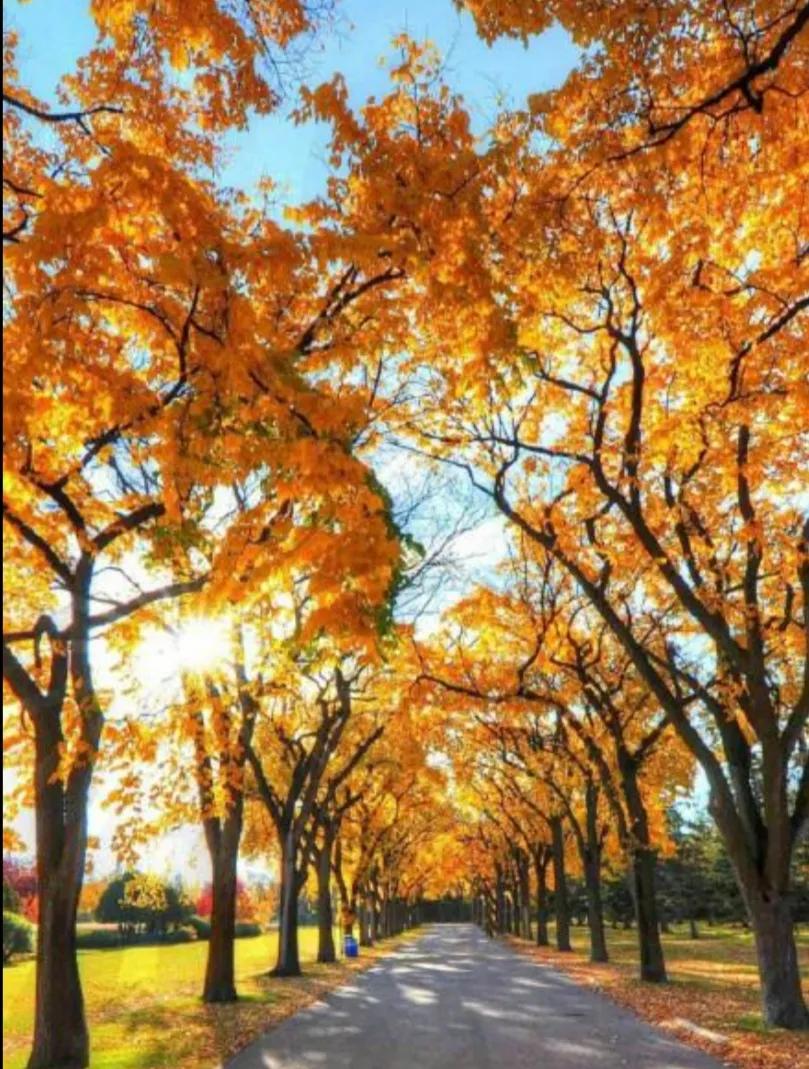红的绚烂,黄的璀璨,秋叶静美,知多少?