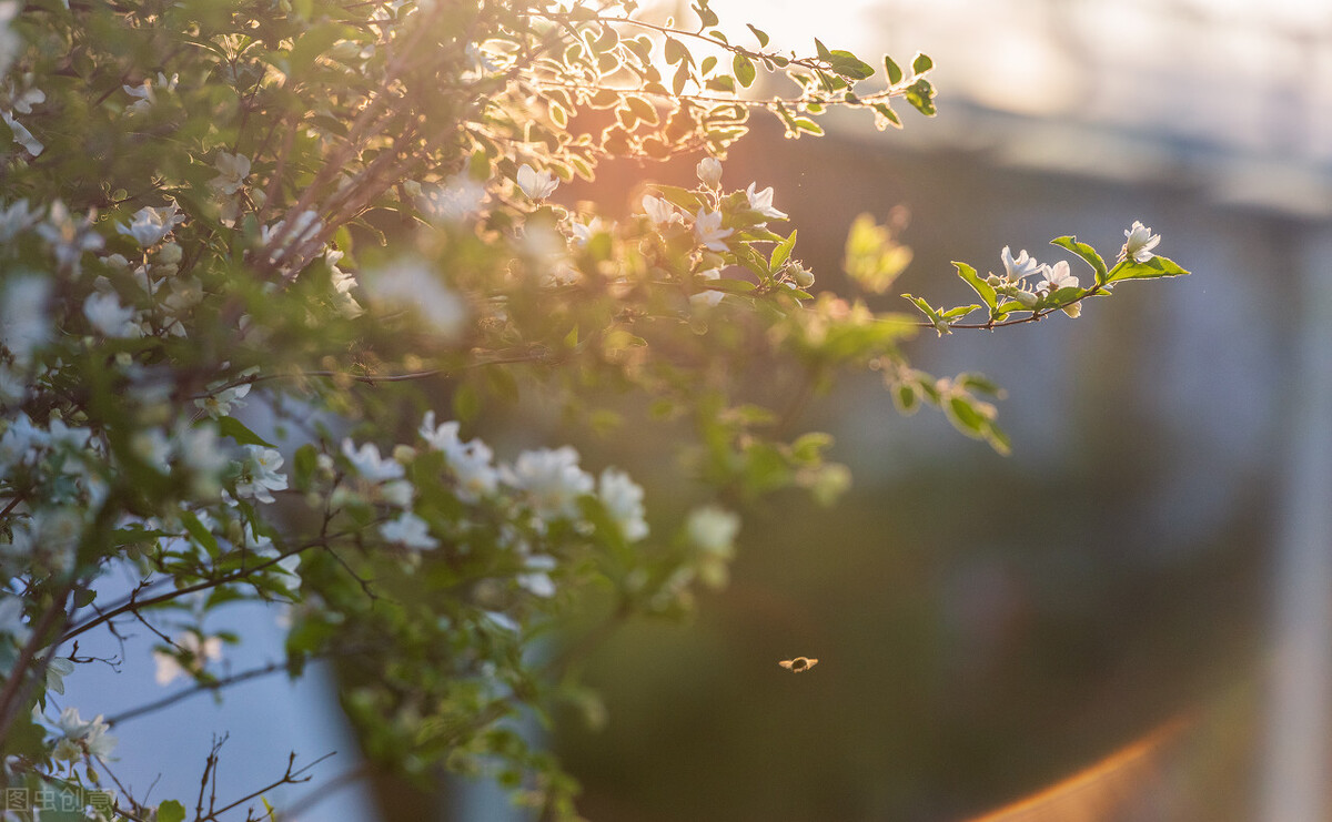 成人之美是一种修养也是最高境界,成人之美是一种高贵的品质