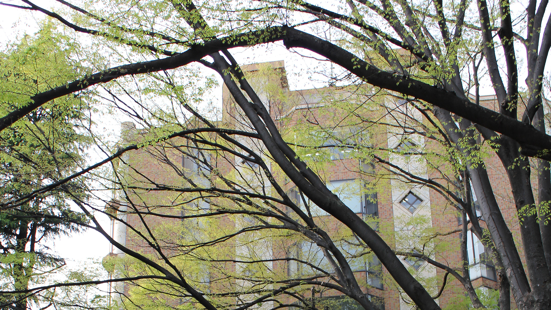 日本东京国际大学是什么档次,东京理工大学在日本的排名