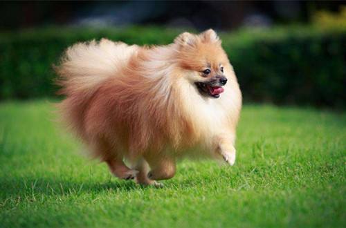 博美犬什么季节换毛？不打理就像流浪狗，土里土气没人要