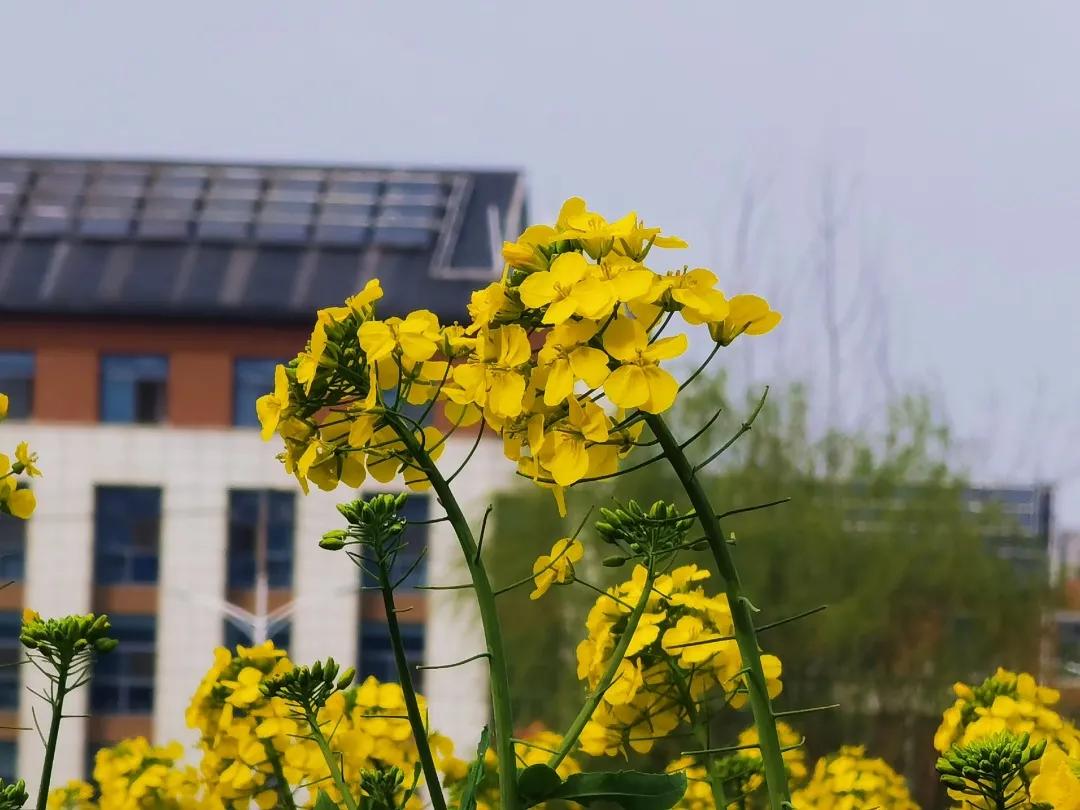 校园春季约拍,校园浪漫约会计划