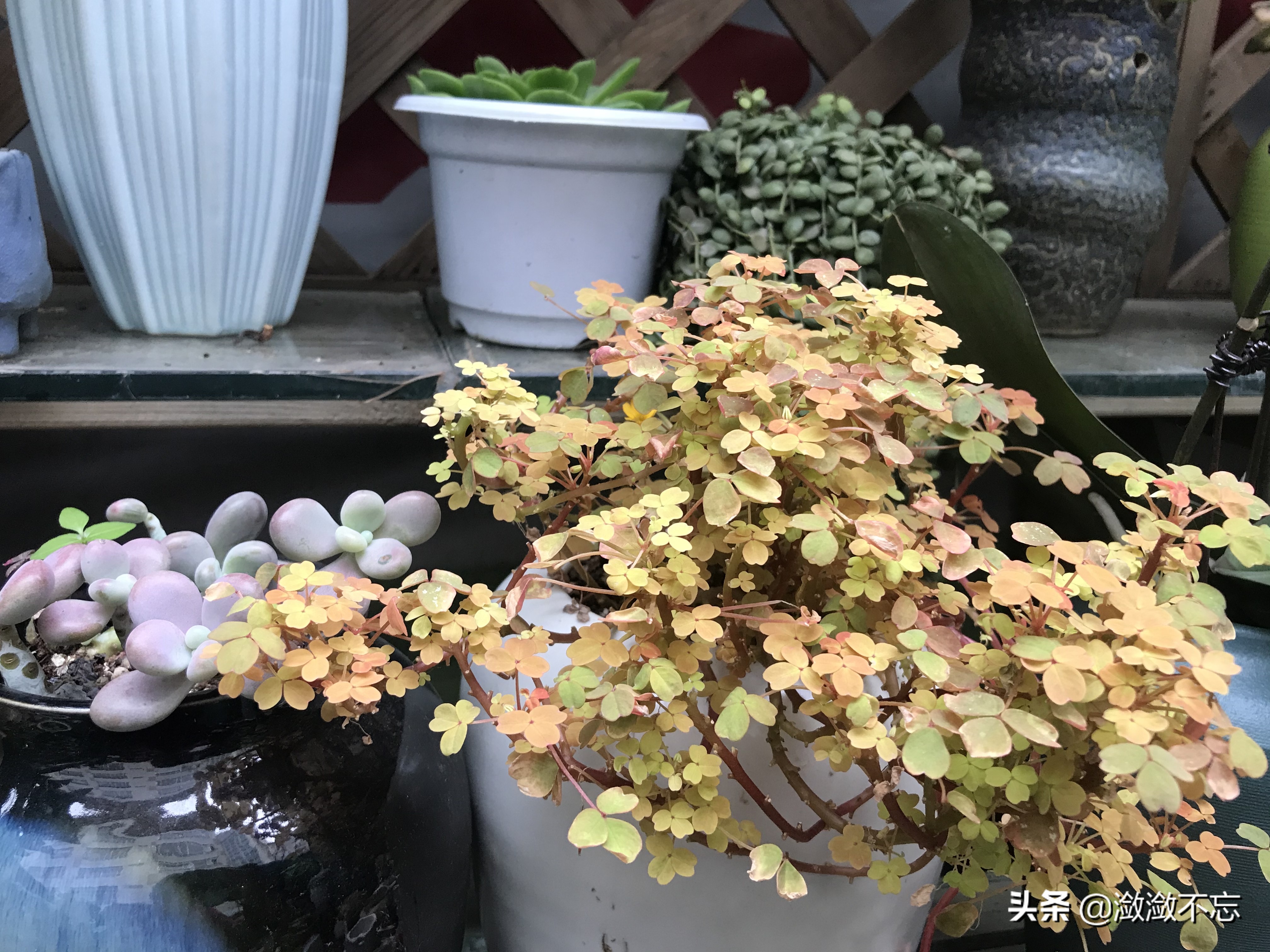 昆明哪里买花便宜又好,昆明斗南花卉市场怎么买花