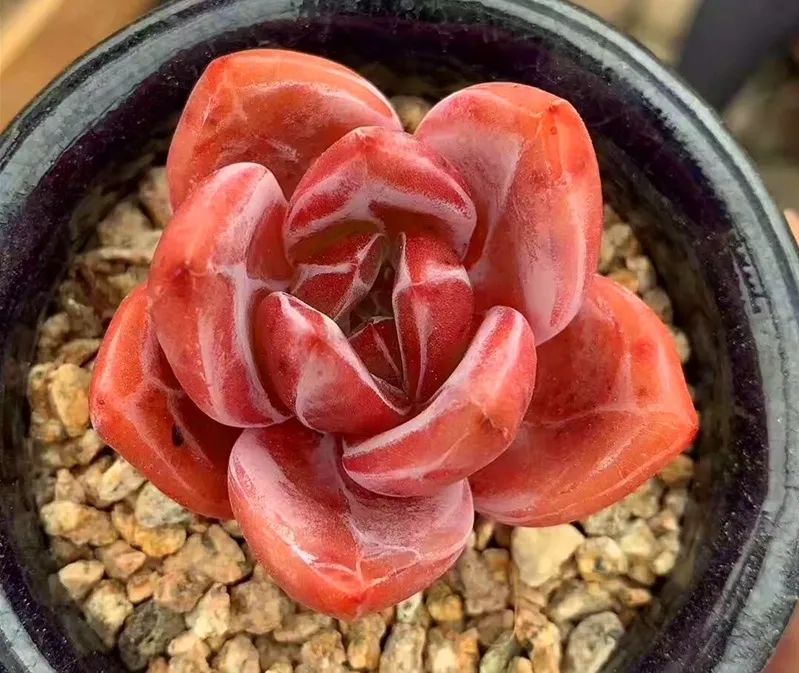 有暗纹的多肉有哪些,暗纹系多肉有哪些