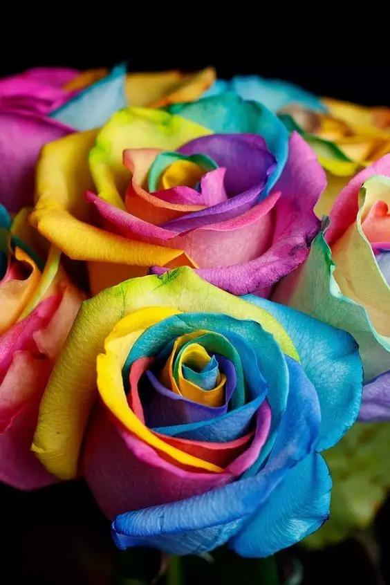 有颜色的玫瑰是怎么做出来的,白玫瑰怎么做七彩玫瑰