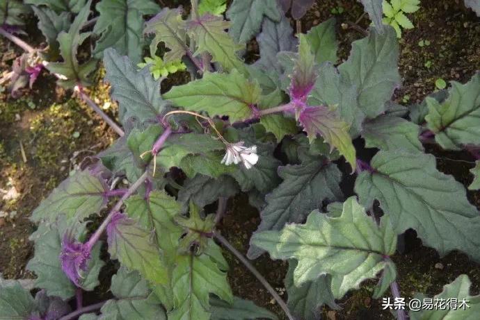 紫背天鹅绒盆栽怎么繁殖,绒叶竹芋怎么养