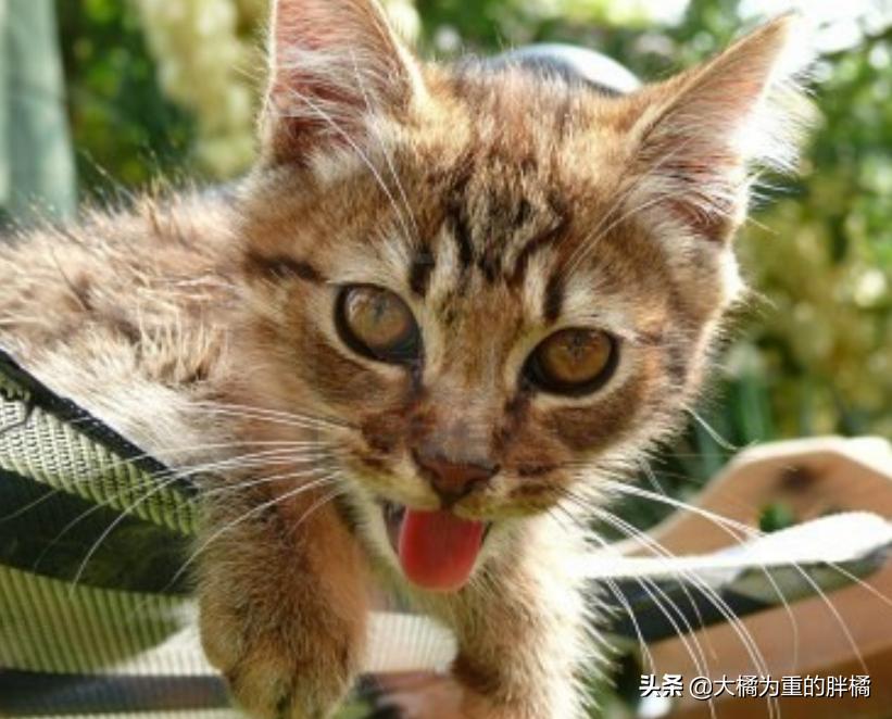 猫咪什么表现是中暑,猫咪轻微中暑怎么救