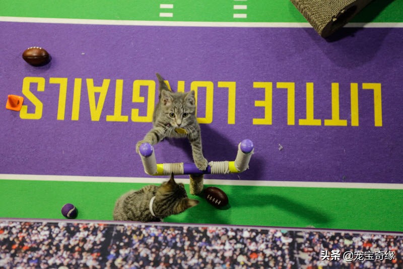 宠物全美大赛,美国奥兰多宠物展冠军