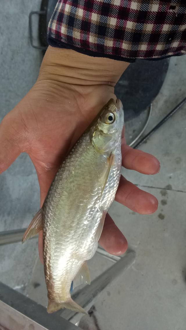 野钓需要注意的寄生虫,野外钓鱼如何防寄生虫