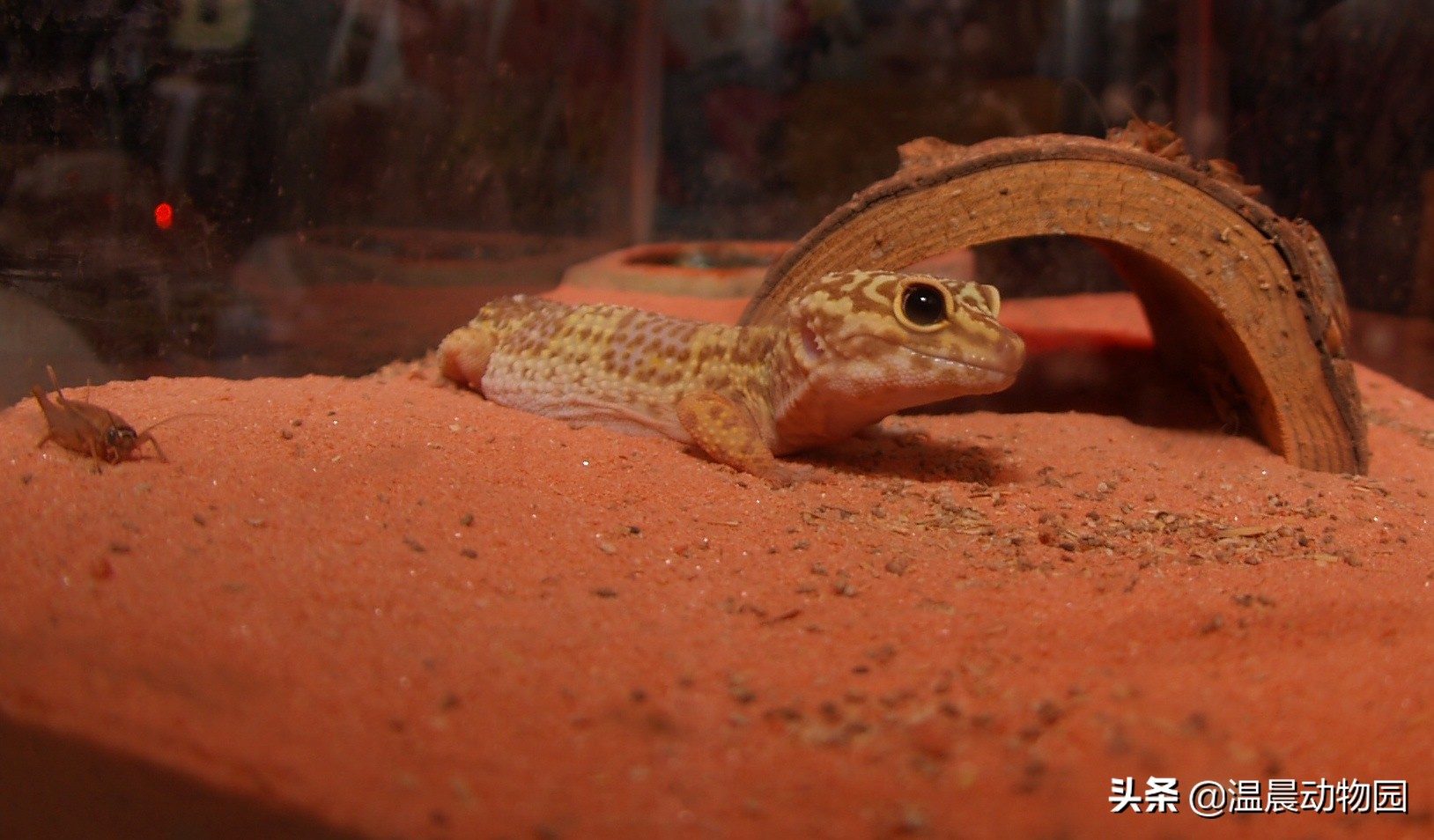 豹纹守宫爬行缓慢,豹纹守宫蜥蜴到底有多聪明